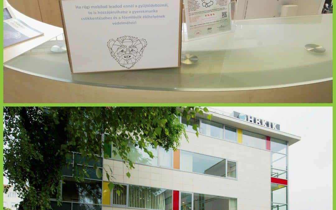 „Passzold vissza Tesó!” avagy mobiltelefonnal a csimpánzokért és a gorillákért