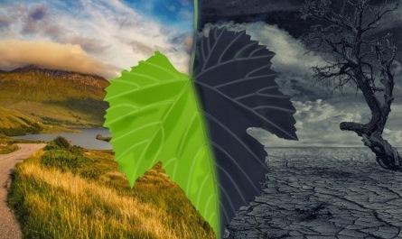 green leaf carbon footprint