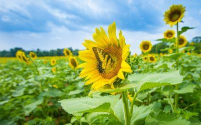 Az Európai Bizottság mezőgazdaságra és az élelmiszerekre vonatkozó stratégiai jövőképe
