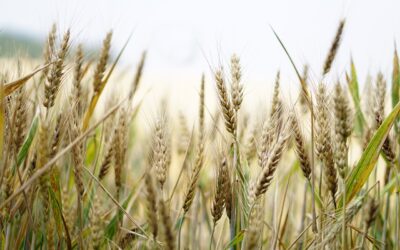 Új vidékfejlesztési pályázati felhívás jelent meg