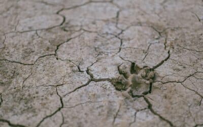 Felhívás projektkoncepció benyújtására – Aszálymegelőző Intézet