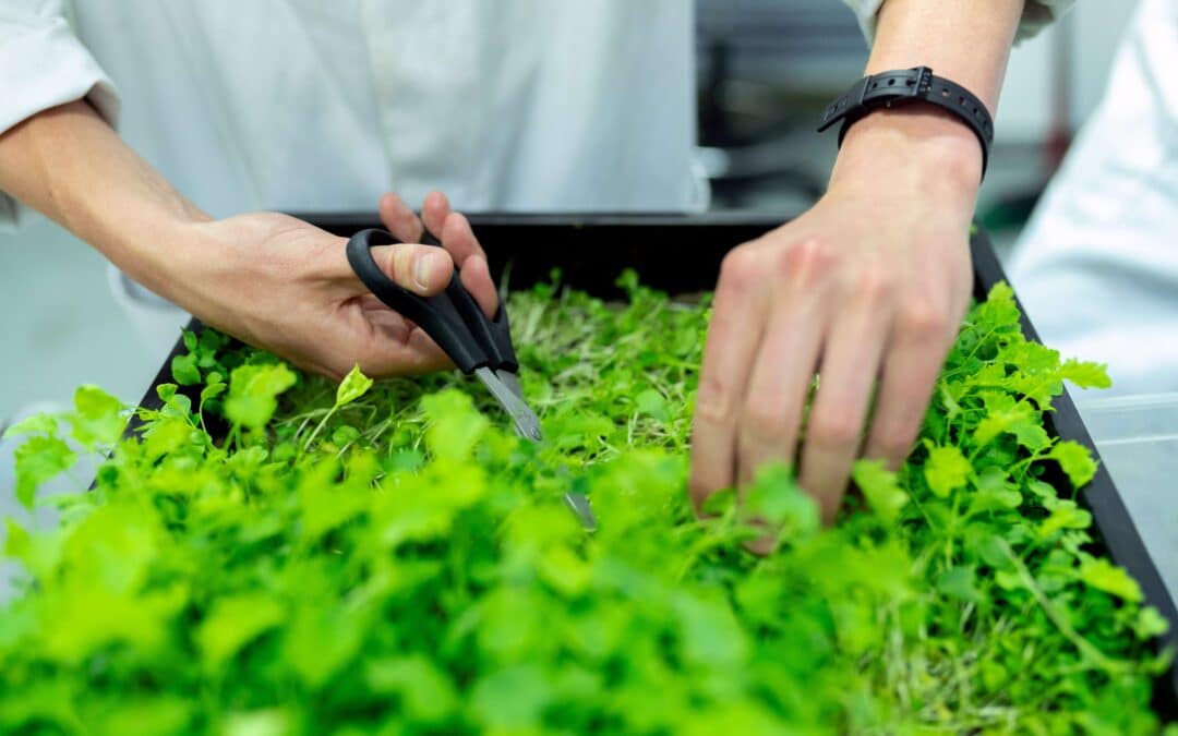 BIONetZero Open Call 2026: Grants for innovative SMEs in agrifood and energy-intensive industries